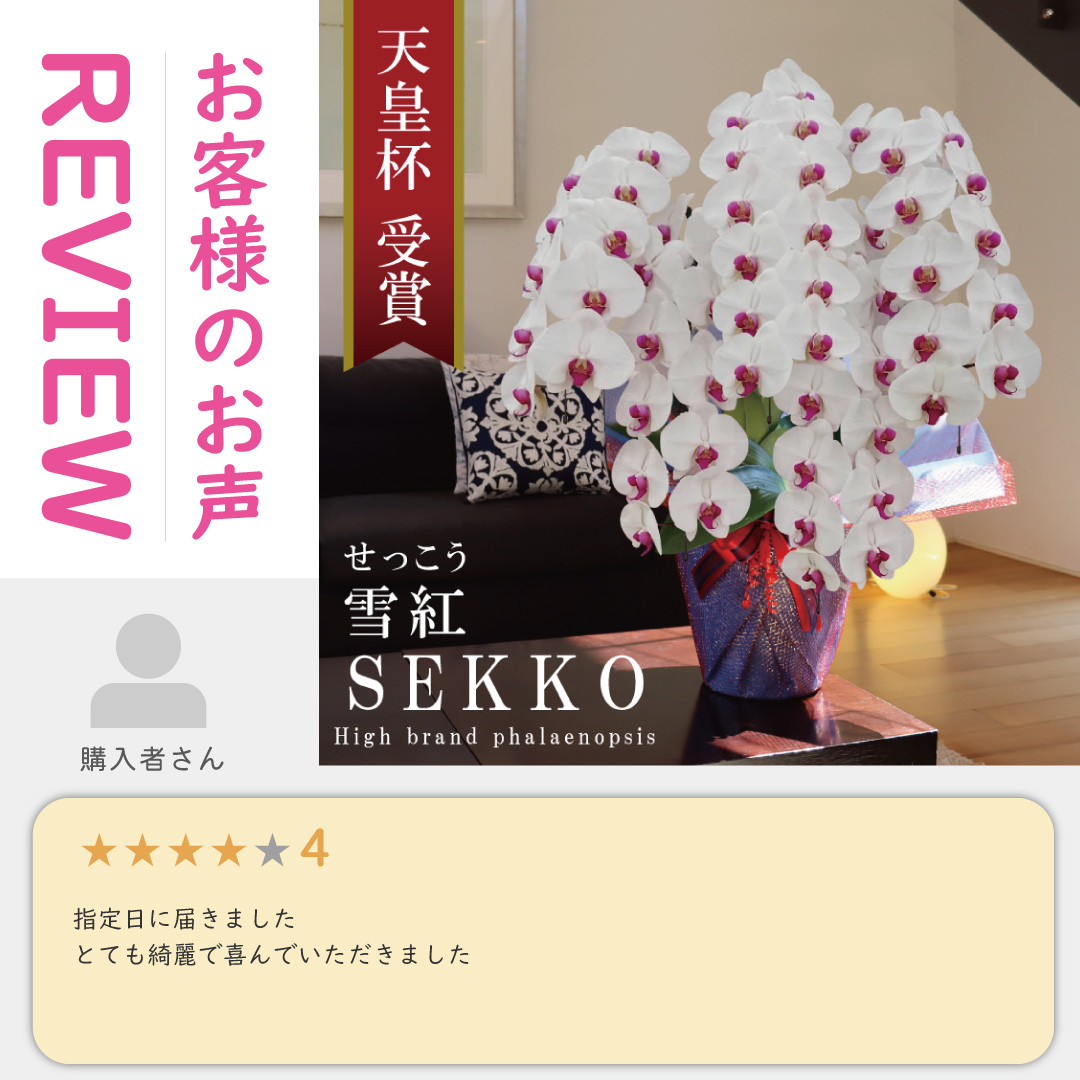 msd_shop's tweet photo. ★お届けのお花
【雪紅 せっこう  5本立ち 大輪 55輪～ 白のお花に赤リップ】

★こちらのお花情報
https://t.co/c91PpXDrmz

■楽天市場のMSDナーセリー
https://t.co/Vl350aHR5l

#雪紅 #お祝い #純国産の胡蝶蘭 #胡蝶蘭 #msdナーセリーで感謝の気持ちを伝えよう https://t.co/h6J8MJ6MPB