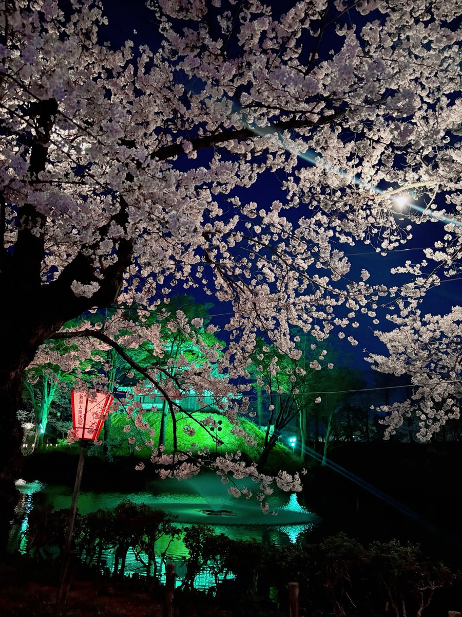 reform_outlet's tweet photo. 春の風物詩　夜桜🌸｜新潟市・上越市で安い水廻りリフォーム業者｜リフォームアウトレット｜スタッフブログ https://t.co/IbmpcSPoBe https://t.co/7L3s0HzgZy