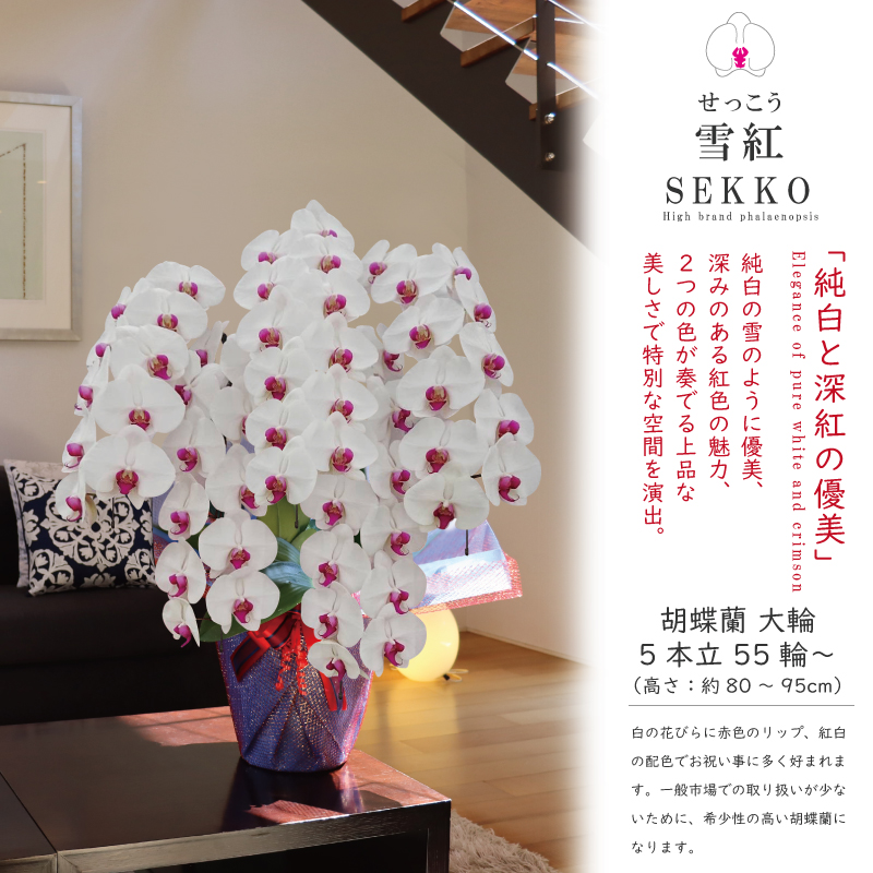msd_shop's tweet photo. ★お届けのお花
【雪紅 せっこう  5本立ち 大輪 55輪～ 白のお花に赤リップ】

★こちらのお花情報
https://t.co/c91PpXDrmz

■楽天市場のMSDナーセリー
https://t.co/Vl350aHR5l

#雪紅 #お祝い #純国産の胡蝶蘭 #胡蝶蘭 #msdナーセリーで感謝の気持ちを伝えよう https://t.co/h6J8MJ6MPB