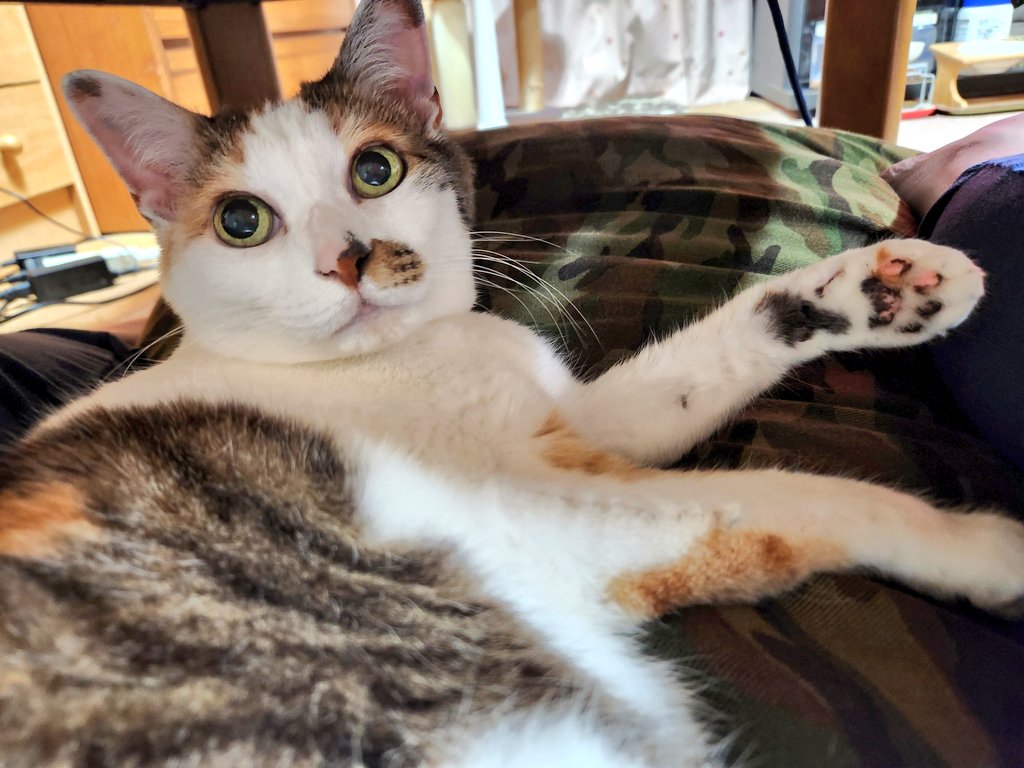 コタツ布団無いど~