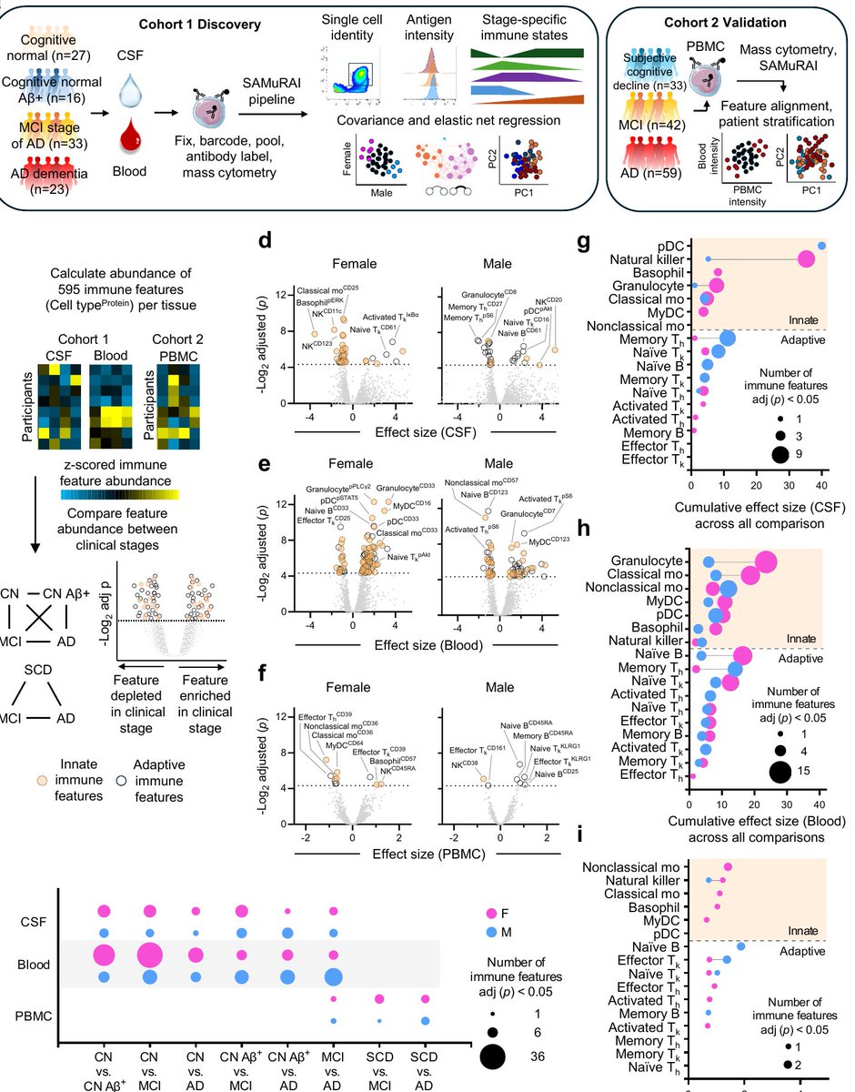 New preprint: mass cytometry across 351 blood + CSF samples, two cohorts, full AD continuum.

Peripheral immune signatures (pAkt in naïve T killer cells, pPLCγ2 in granulocytes) emerge in preclinical AD, before plasma ptau217, CSF ptau181, and DCE-MRI BBB disruption. Not seen in