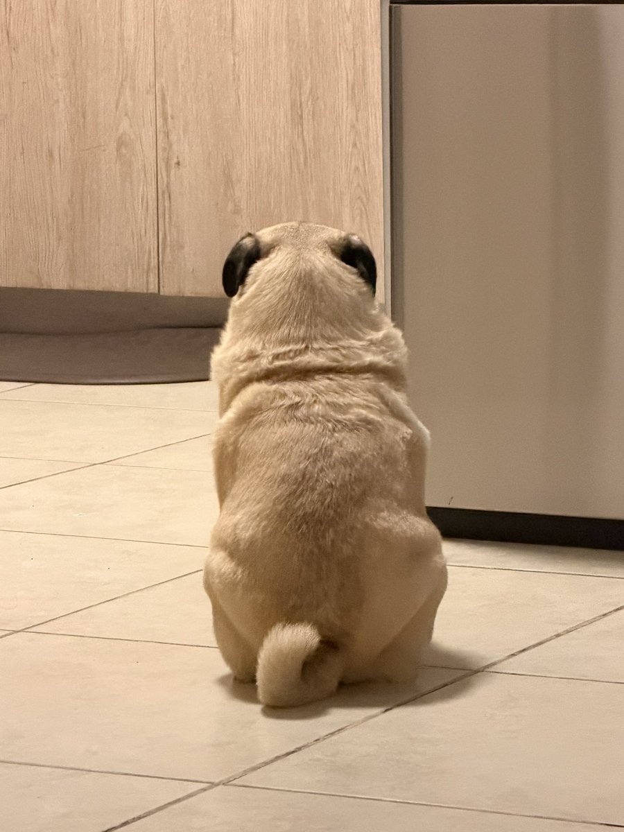 vaaleriamc's tweet photo. Vean a mi Chelito de espalda 🥹❤️ https://t.co/040Ld5S9N0