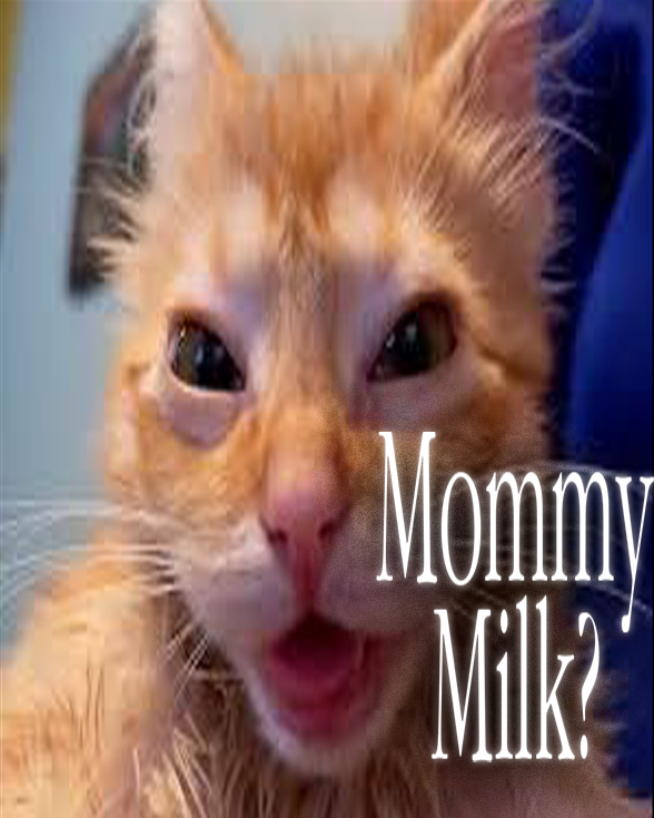 𝗫 •  tweet media