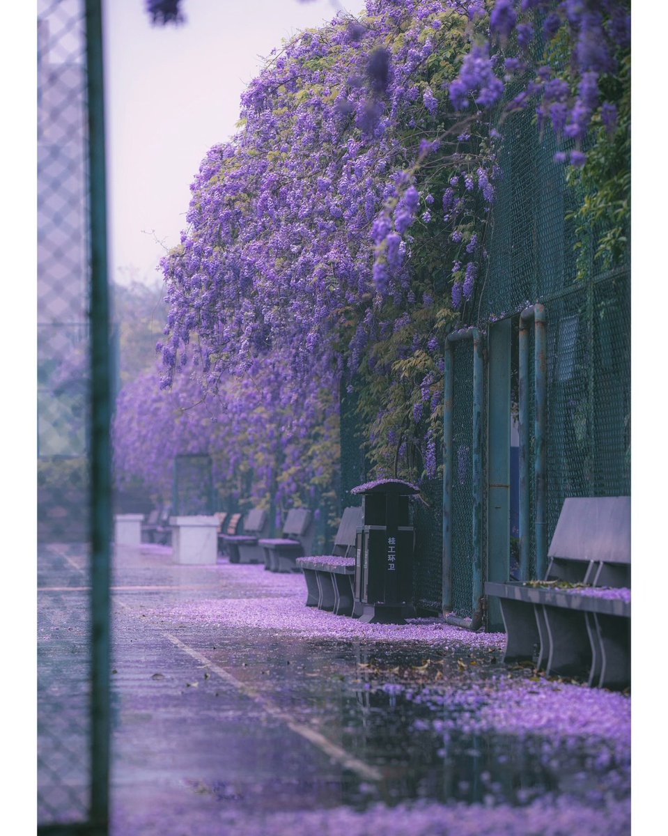 Yyt7979's tweet photo. 雨后校园  紫藤花 https://t.co/98iJ7842f8