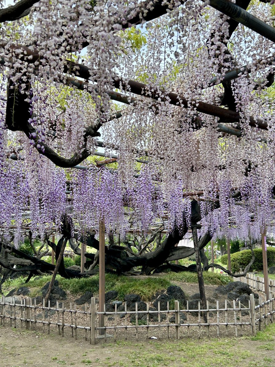 ヨウス tweet media