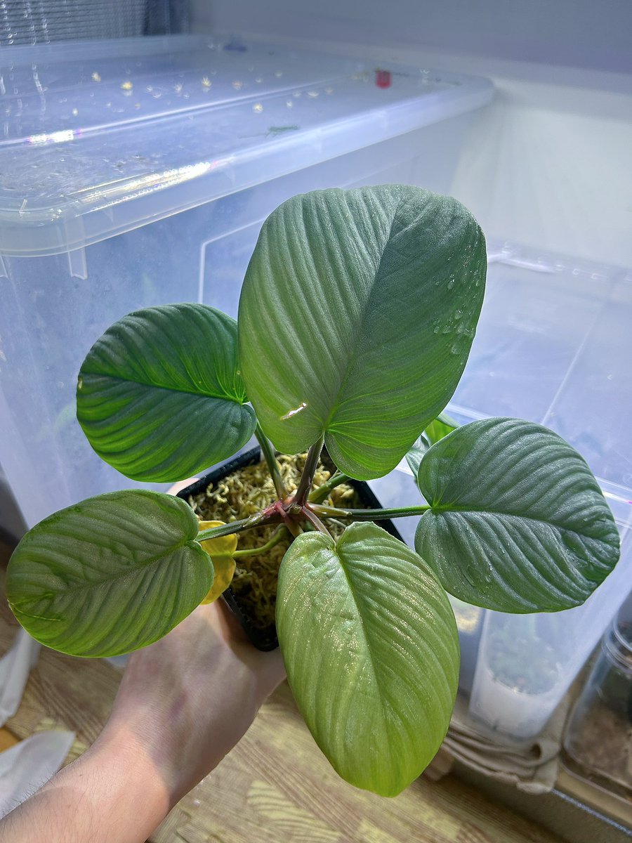 Avi Plants (アヴィプランツ) tweet media