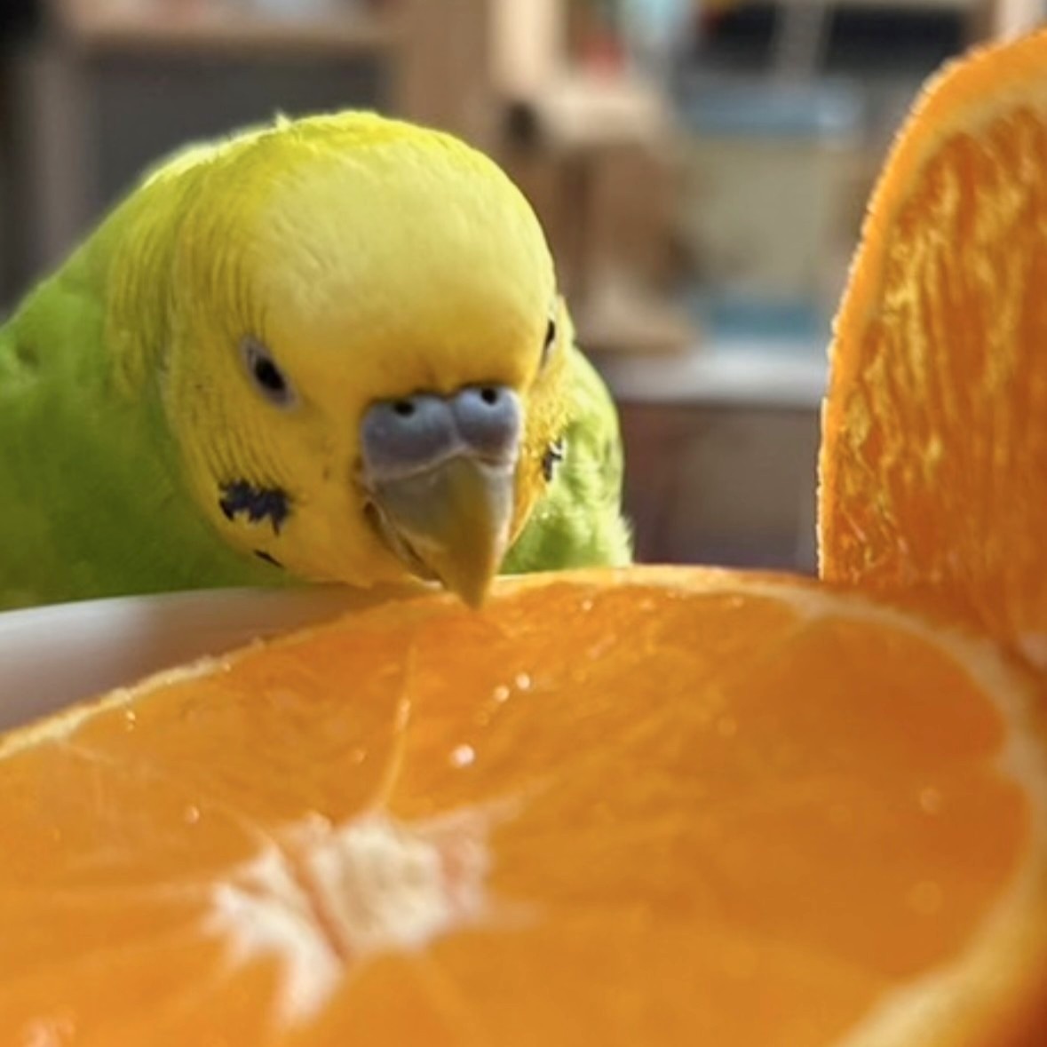 kotoribu's tweet photo. 今日の「カバー小鳥」は、ピー助ちゃん（セキセイインコ）です。みかんの甘い香りに誘われて……🍊 興味津々のお顔です✨
#セキセイインコ 
https://t.co/zEaRyq8C7s https://t.co/tqBMnulSIh