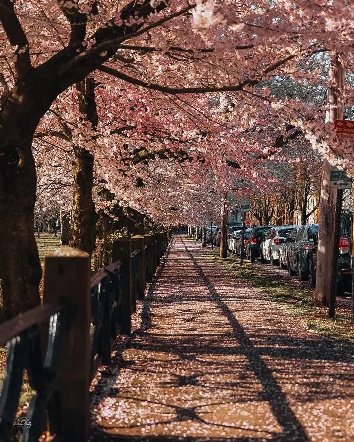 NicoEstevelle's tweet image. Por tanto, en las últimas ventanas semicirculares del hemisferio norte las mantas muy solemnes de hilos más abstractos se colaron por las rendijas curvas como serpientes de seda negra que hubieran aprendido a respirar.
#Photography.📸📸🥃🥃.
#ArcosPerfectos.🎨🎨🏞️🏞️.
#Colors.