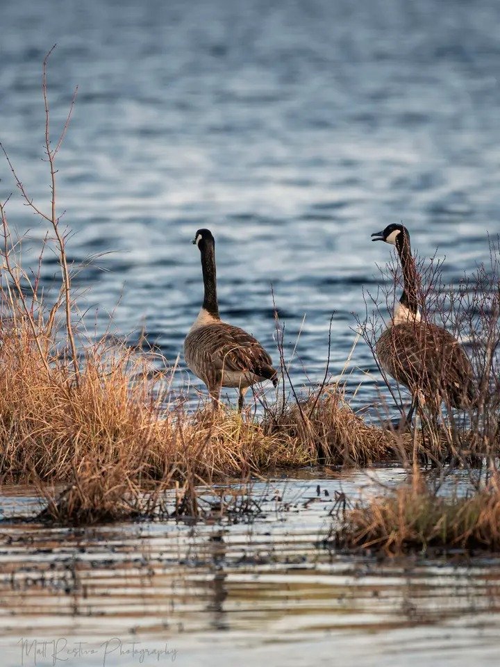 NicoEstevelle's tweet image. Por tanto, en las últimas ventanas semicirculares del hemisferio norte las mantas muy solemnes de hilos más abstractos se colaron por las rendijas curvas como serpientes de seda negra que hubieran aprendido a respirar.
#Photography.📸📸🥃🥃.
#ArcosPerfectos.🎨🎨🏞️🏞️.
#Colors.