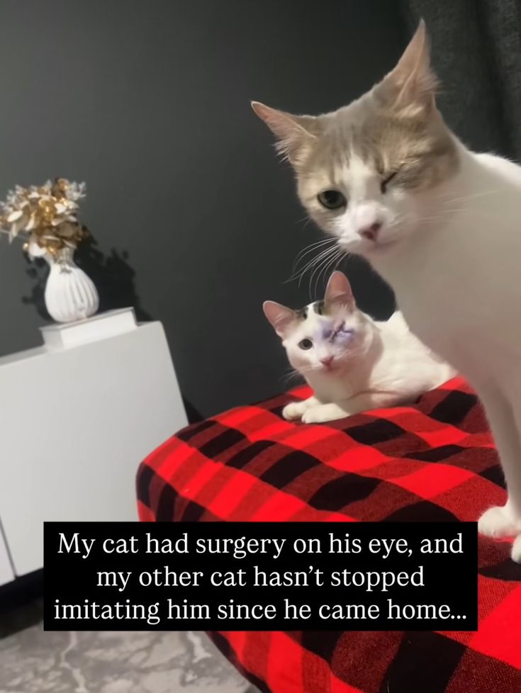 Posts Of Kittens🐾 tweet media