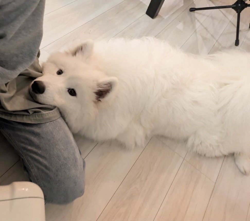 サモエド☆さだはる tweet media