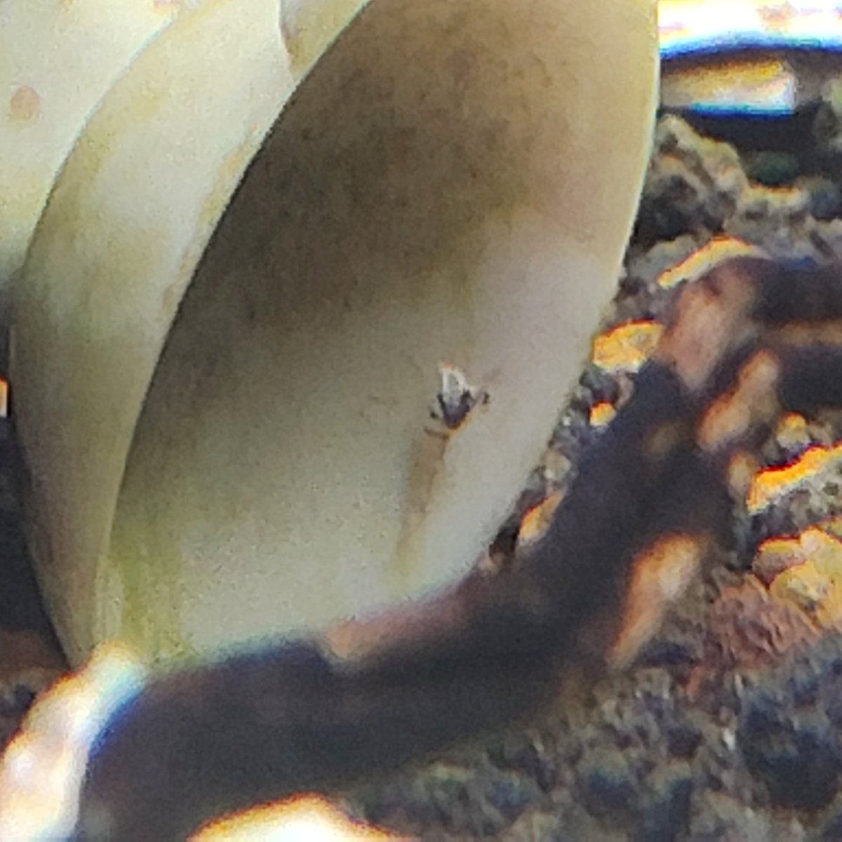 りと ＠🎣🦐🐠🐸🌿🦎 tweet media