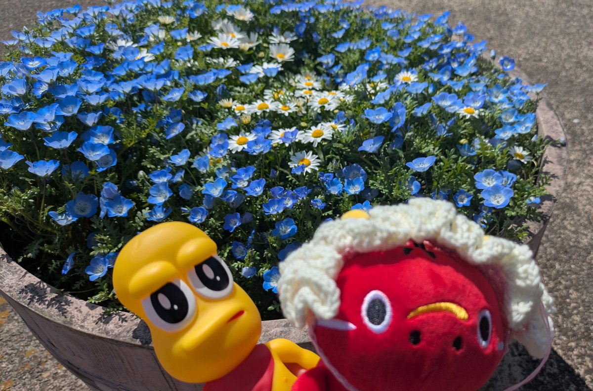 紅生姜🍃🥜 tweet media