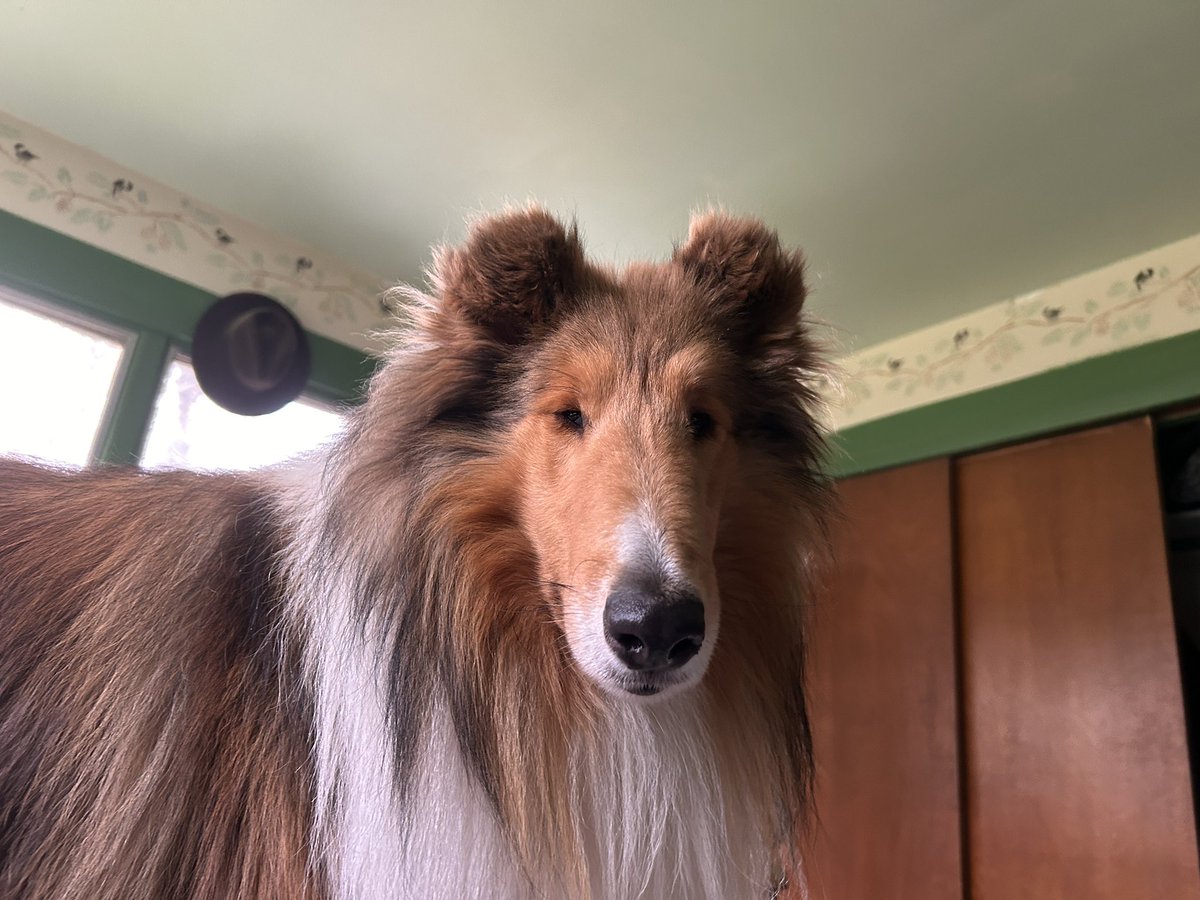 DogsTruth tweet media
