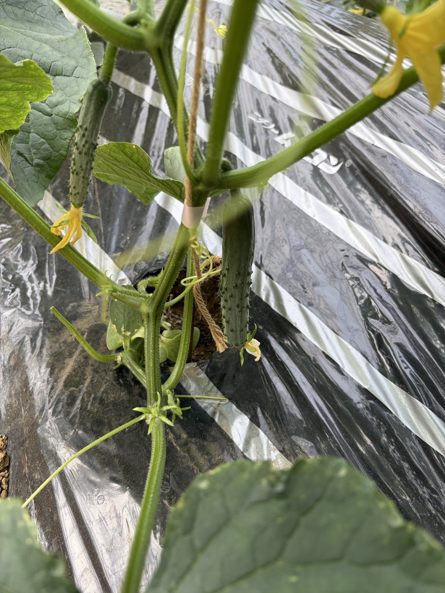 daisa-ya tweet media