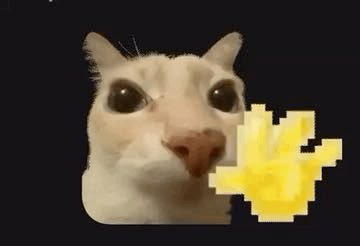 R4coon🦇 tweet media