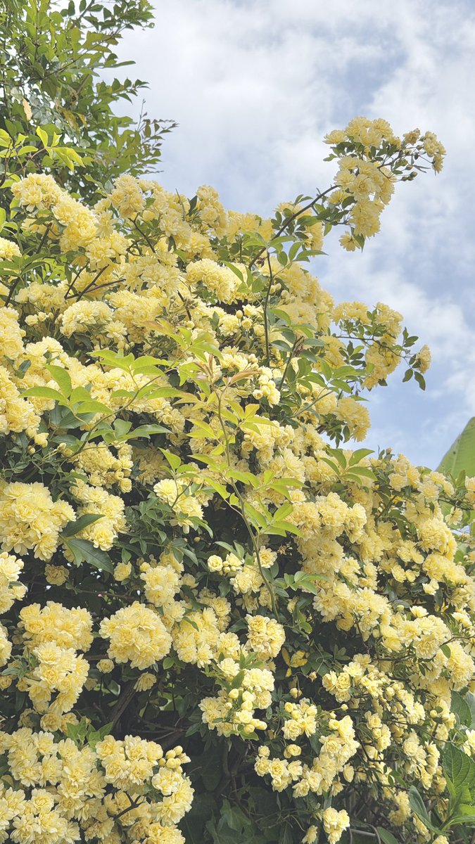 小早川 怜子Reiko kobayakawa tweet media