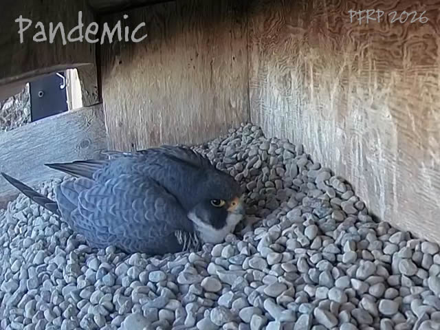 The Peregrine Chick tweet media