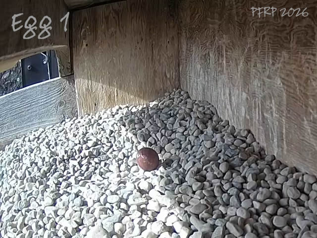 The Peregrine Chick tweet media