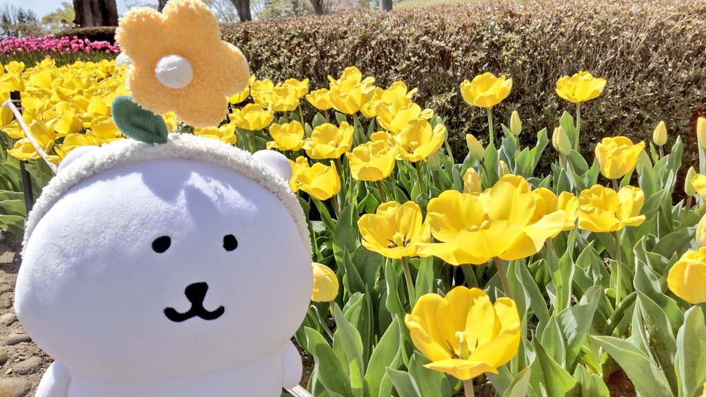 たびくま tweet media