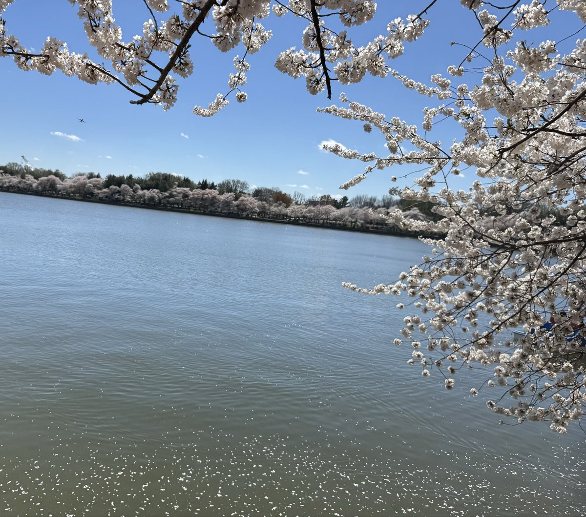 IExIsha's tweet photo. @washingtondc Glad it was cold. Would not be able to manage all that foliage. Cool to see #cherryblossoms bloom, blow around like rain, and make the walk spectacular. https://t.co/DnsoblHNyU