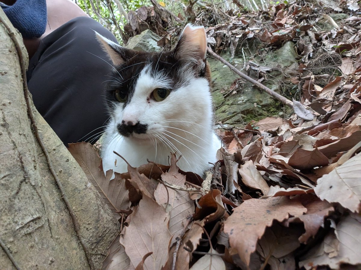saikiroad's tweet photo. 体調全然戻らないなー。
山行って猫と遊んだだけで体だるいし筋肉痛だしでうーん……。手術なめてたなー。 https://t.co/kOyUYGx8ir