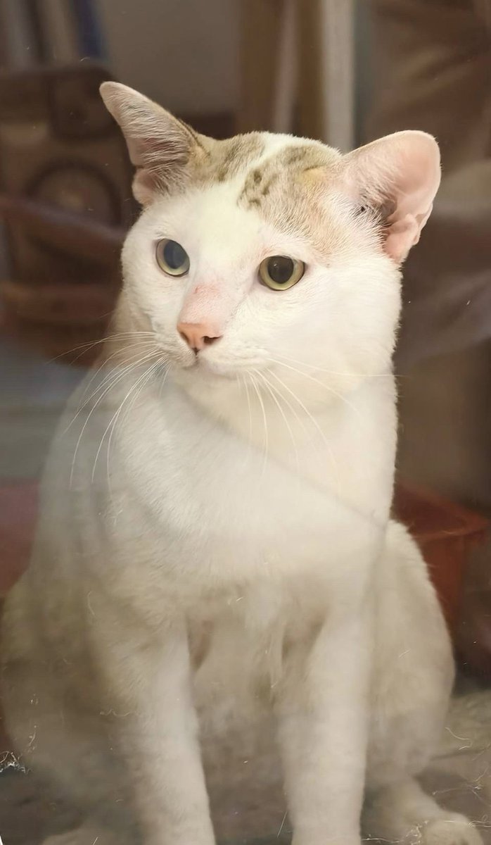 หา🏠ให้น้องข้าวปั้น แมวโตหัวใจนุ่มนิ่ม 🤍🐱

• เพศผู้ ทำหมันแล้ว
• ไม่ติดเชื้อเอดส์และลิว
• สุขภาพดี ผลเลือดปกติ
• ขนนุ่ม ตัวอ้วนแน่น น่าฟัดสุดๆ

📦 ยินดีส่งฟรีกทม.และปริมณฑล ตจว.ออกค่าส่งตามตกลง
🏡 ขออนุญาตคัดบ้านนะคะ

#ทาสแมว #แมวโตหาบ้าน #แมวจรหาบ้าน