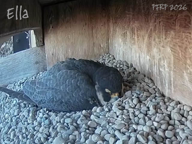The Peregrine Chick tweet media