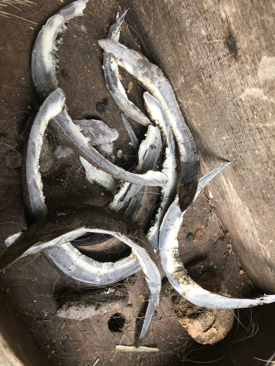 0_ody's tweet photo. Bobby’s hoof trimmings and waxy moulting fur removed from his coat with the rectangular tool shown resting on his back: https://t.co/OYGIupDYI1