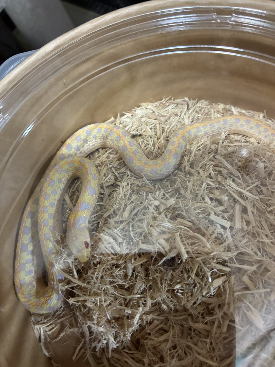 今日は戻ってきた生体達のケアと戻し作業をゆっくりやっています。カメやヘビのペアリングも始まってきたので忙しくなって来ますね😆