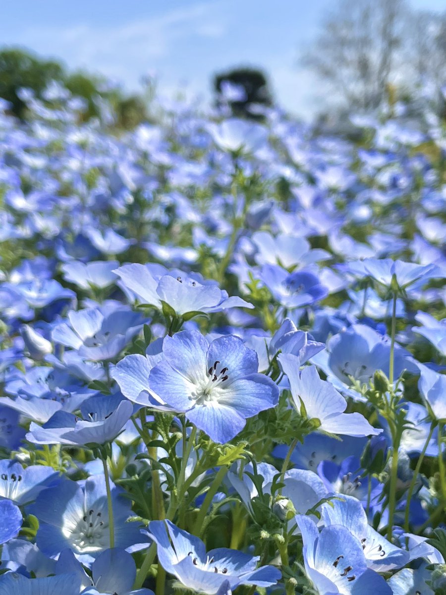 かん🌸 tweet media