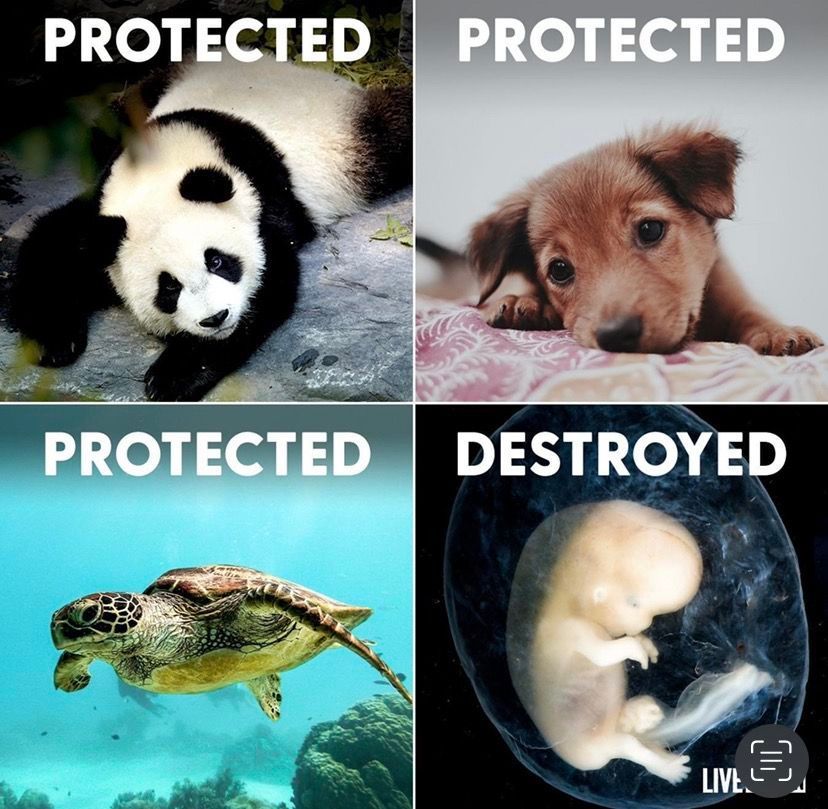 Stop Abortion Now tweet media