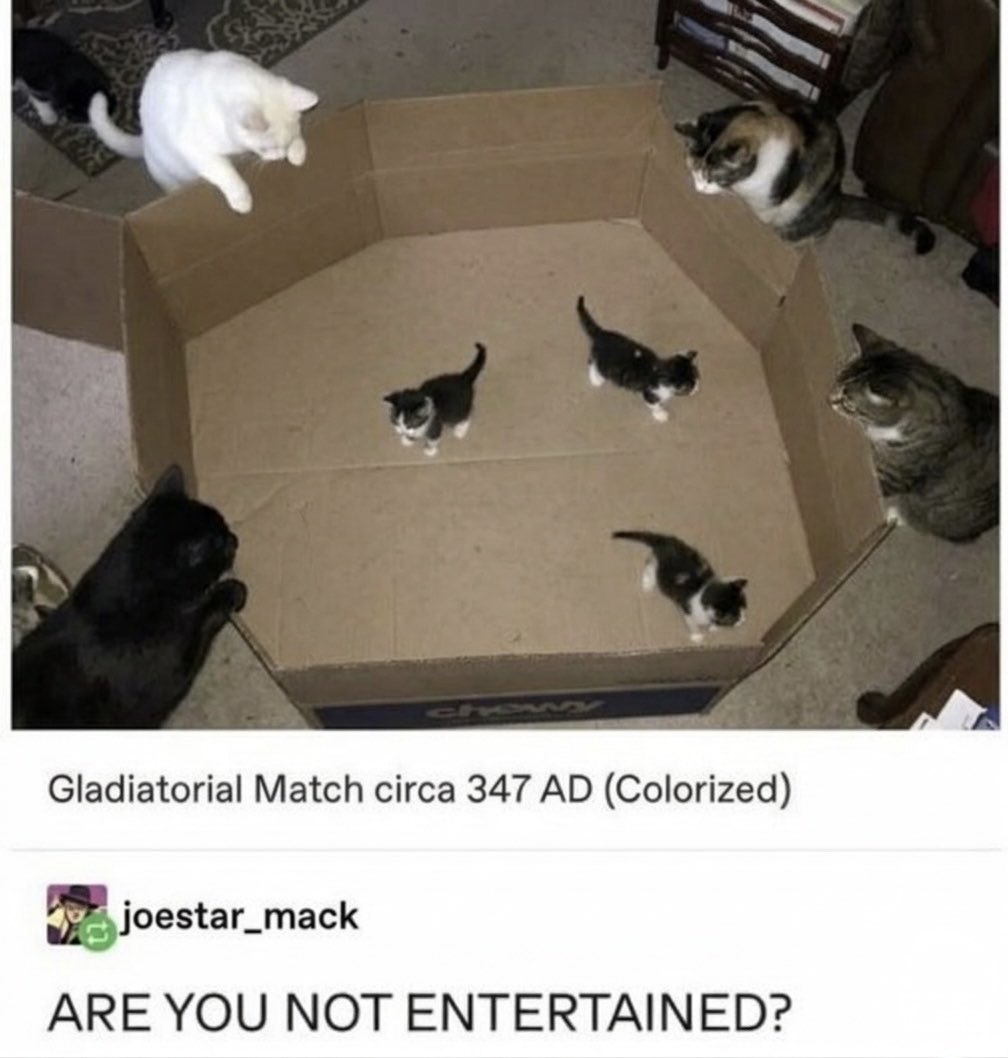 cat memes tweet media