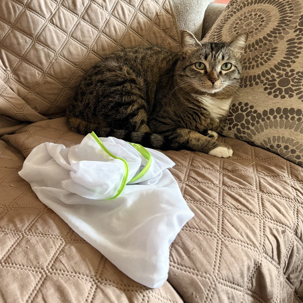 EJ Fisch tweet media