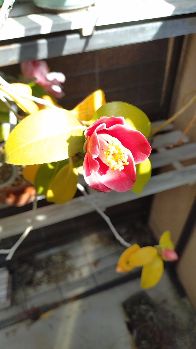 あー・ねこ tweet media