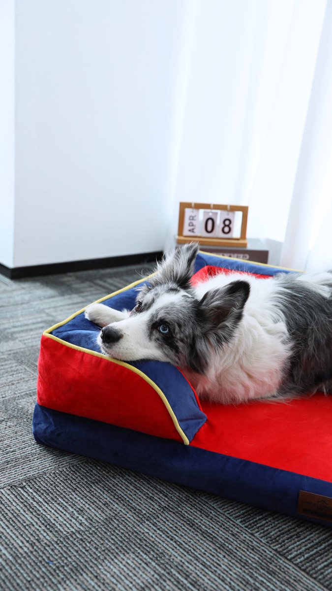 ComfortExpca's tweet image. Pup’s throne = this dog bed 🐾

Cozy, stylish, orthopedic, waterproof, washable
Comfort that slaps ✨

#ComfortExpression #DogBed #Pup #DogEssentials #PetLovers