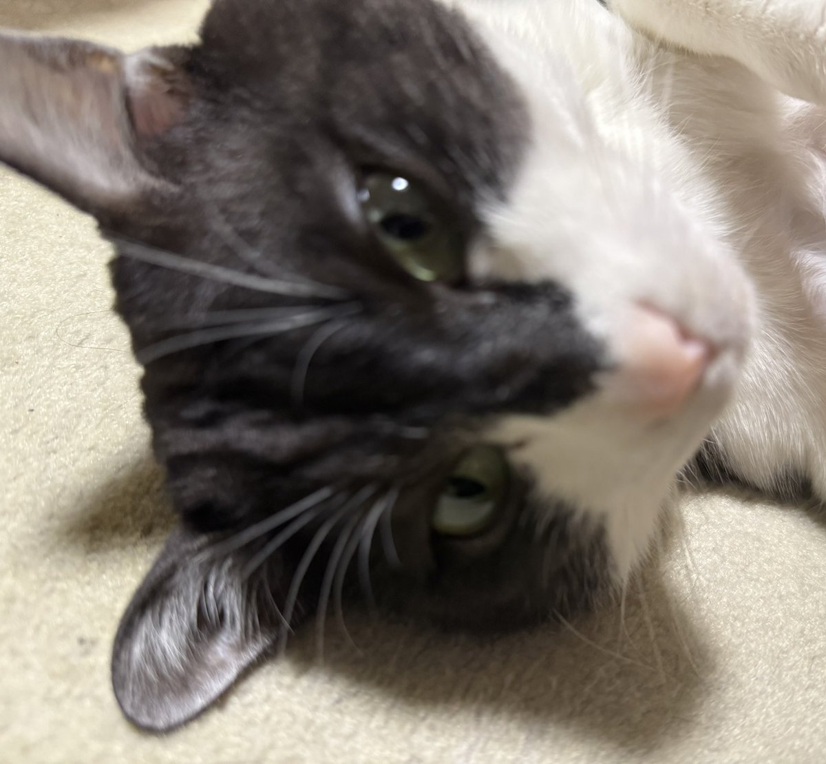 小櫻ぬな🚬🐈‍⬛VelVe tweet media