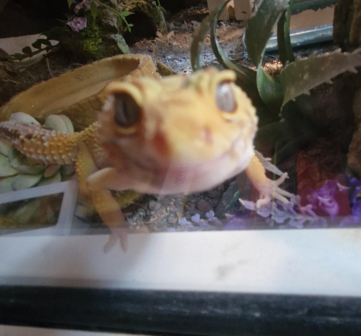 ThomasErin2554's tweet image. Her gluttony kills me every time
#Reptiles