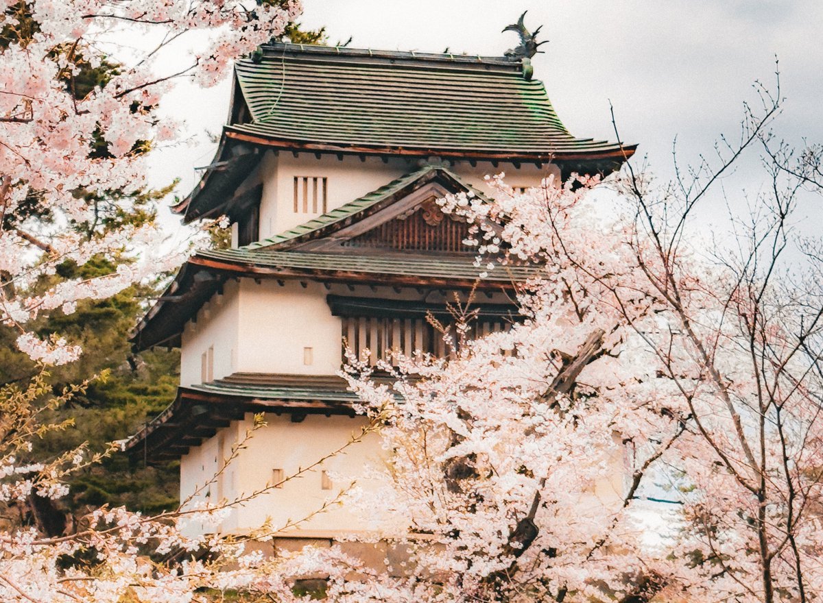 JapanFoodies's tweet photo. This is an afternoon at Hirosaki Park in 2026 🌸Would you take a stroll here? #Hirosaki #JapanSpring https://t.co/SWQcAuLaF9