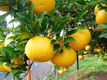 クロ ・頑張ることが大好き！ tweet media