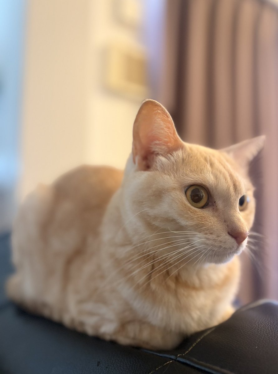 ハシモトメロ tweet media