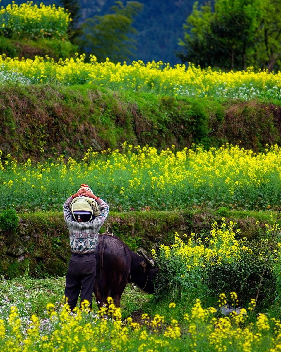 hijiangxi's tweet image. Father and son, plowing oxen, and rapeseed flowers — a peaceful passage of time in Jiangling, Wuyuan, Jiangxi, China.
父子、耕牛、油菜花，岁月静好，婺源江岭，中国江西。
#China #Jiangxi #JiangxiScenery