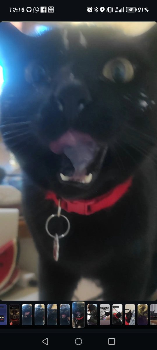 CCandy1169's tweet photo. Gracias a aquellos que me ayudaron a pagar hace un año la primera operación de mi gato, para la gente que quiera funarme les digo que lo hice y volvería a hacer si puedo estar con mi gato BlackJack una hora más,ahora debo ayudar a mi mamá a cuidar a su gatita,gracias https://t.co/0TVSvzi22Y