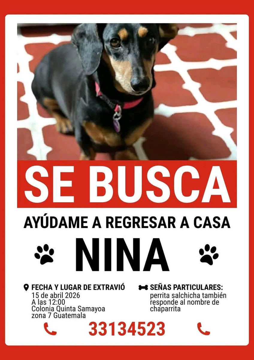 Gt502Mascotas's tweet photo. 💚 Leopoldo (se perdió por zona 16)
💚 Sasha
💚 Nina https://t.co/HLSd06D9Hk