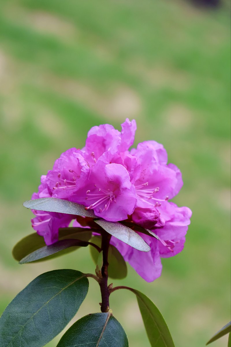 itsme_krrishm's tweet image. Life is not a problem to be solved but a reality to be experienced.

Our garden’s first flower of this spring. 🌸

#HappyMonday
#KrrishClick