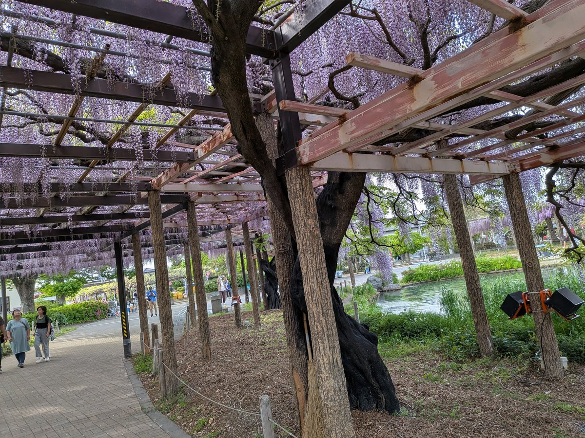 小浜田知子(こはみん) tweet media