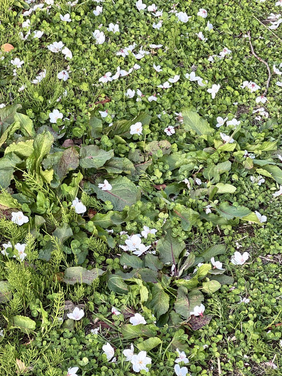 whitenoisetk's tweet image. チュンが花ラッパして蜜吸ったあと落としてくる🌸が可愛くて🥰

#iphone15pro