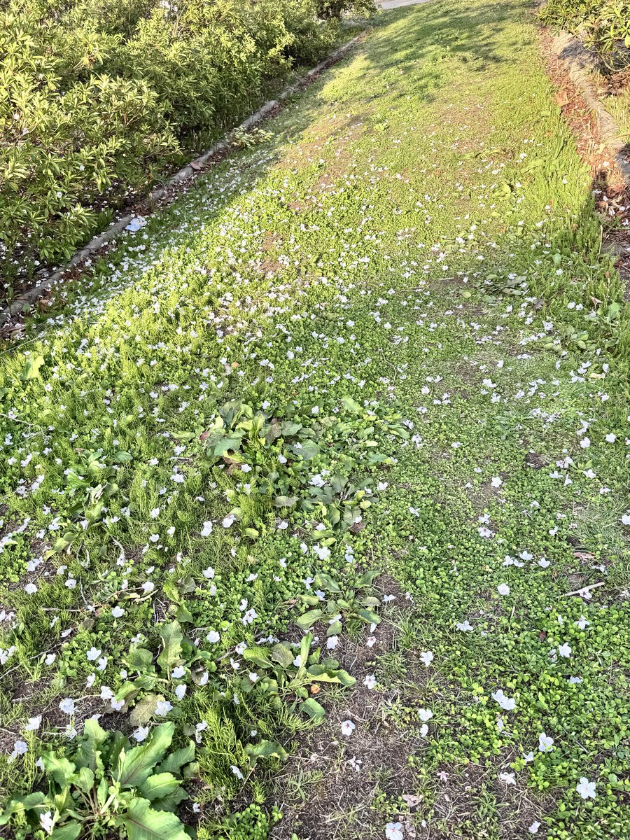 whitenoisetk's tweet image. チュンが花ラッパして蜜吸ったあと落としてくる🌸が可愛くて🥰

#iphone15pro