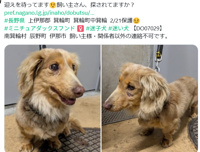 残念ながら迎えなく #里親募集 になりました😔
pref.nagano.lg.jp/inaho/dobutsu/…
素敵なご縁💗祈ってます🙏 #長野県  里親募集中
箕輪町  #迷子犬  ミニチュアダックスフンド ♀️ 【DO07029】