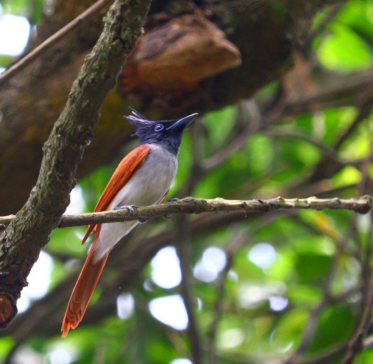 koushikdas47's tweet image. The Lady Paradise Flycatcher from a mango orchard #IndiAves #Photography